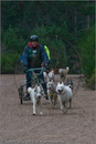 Dog Sled Team competing in the 25th Anniversary Siberian Husky Club of Great Britain Aviemore Sled Dog Rally 2008