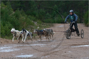 Dog Sled Team competing in the 25th Anniversary Siberian Husky Club of Great Britain Aviemore Sled Dog Rally 2008