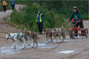 Dog Sled Team competing in the 25th Anniversary Siberian Husky Club of Great Britain Aviemore Sled Dog Rally 2008