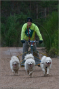 Dog Sled Team competing in the 25th Anniversary Siberian Husky Club of Great Britain Aviemore Sled Dog Rally 2008