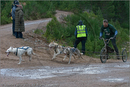 Dog Sled Team competing in the 25th Anniversary Siberian Husky Club of Great Britain Aviemore Sled Dog Rally 2008