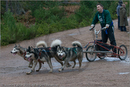 Dog Sled Team competing in the 25th Anniversary Siberian Husky Club of Great Britain Aviemore Sled Dog Rally 2008