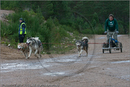 Dog Sled Team competing in the 25th Anniversary Siberian Husky Club of Great Britain Aviemore Sled Dog Rally 2008