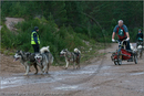 Dog Sled Team competing in the 25th Anniversary Siberian Husky Club of Great Britain Aviemore Sled Dog Rally 2008