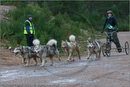 Dog Sled Team competing in the 25th Anniversary Siberian Husky Club of Great Britain Aviemore Sled Dog Rally 2008