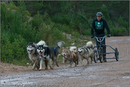 Dog Sled Team competing in the 25th Anniversary Siberian Husky Club of Great Britain Aviemore Sled Dog Rally 2008