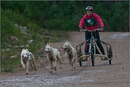 Dog Sled Team competing in the 25th Anniversary Siberian Husky Club of Great Britain Aviemore Sled Dog Rally 2008