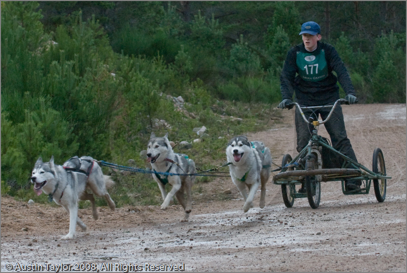 Dog Sled Team competing in the 25th Anniversary Siberian Husky Club of Great Britain Aviemore Sled Dog Rally 2008