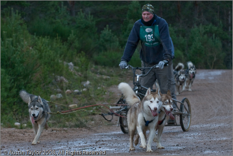 Dog Sled Team competing in the 25th Anniversary Siberian Husky Club of Great Britain Aviemore Sled Dog Rally 2008