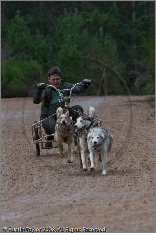 Dog Sled Team competing in the 25th Anniversary Siberian Husky Club of Great Britain Aviemore Sled Dog Rally 2008