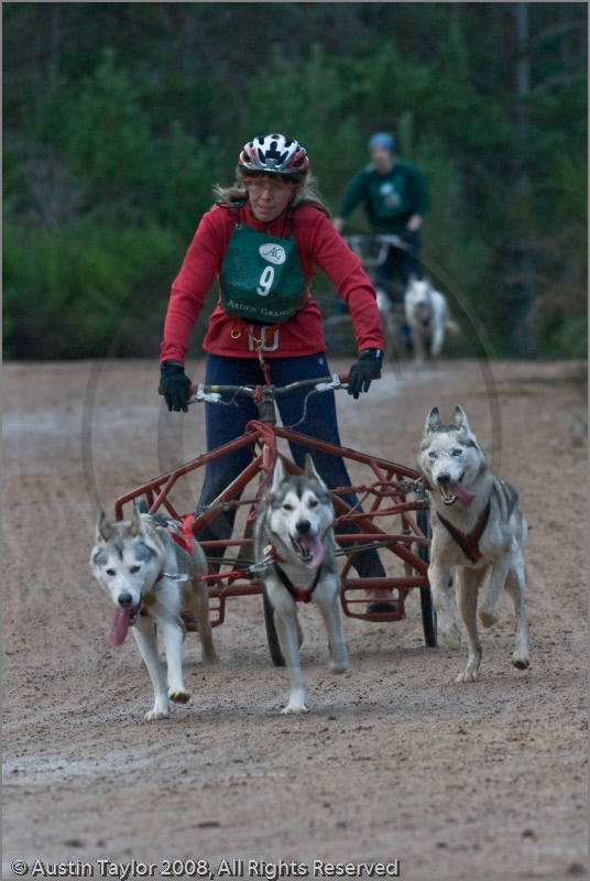 Dog Sled Team competing in the 25th Anniversary Siberian Husky Club of Great Britain Aviemore Sled Dog Rally 2008