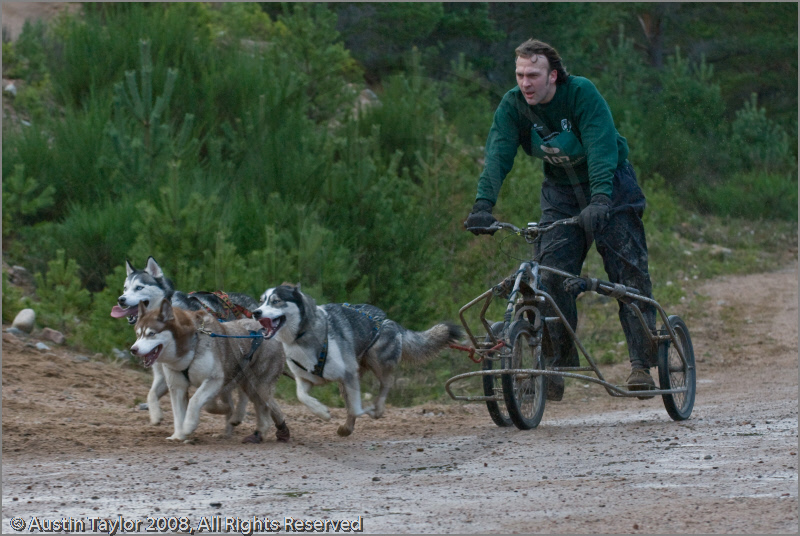 Dog Sled Team competing in the 25th Anniversary Siberian Husky Club of Great Britain Aviemore Sled Dog Rally 2008