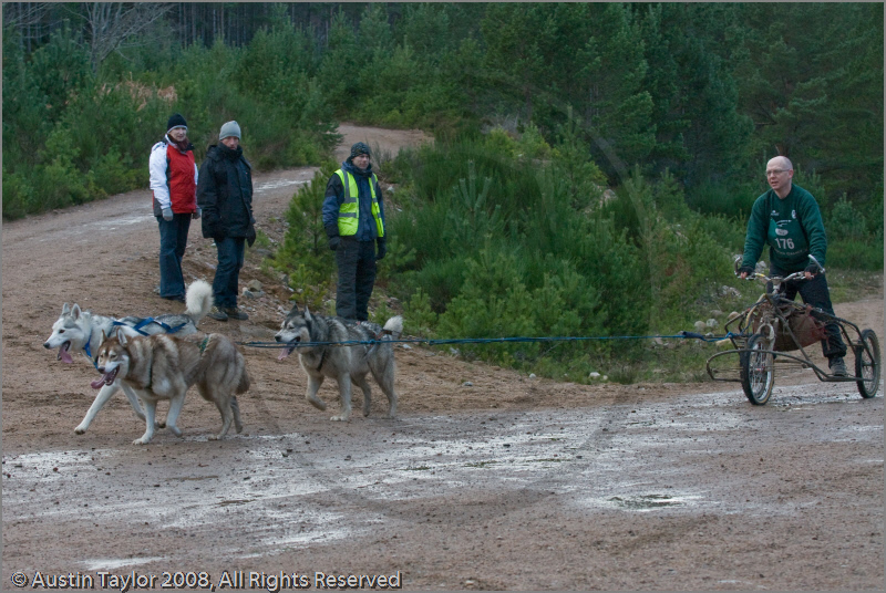 Dog Sled Team competing in the 25th Anniversary Siberian Husky Club of Great Britain Aviemore Sled Dog Rally 2008