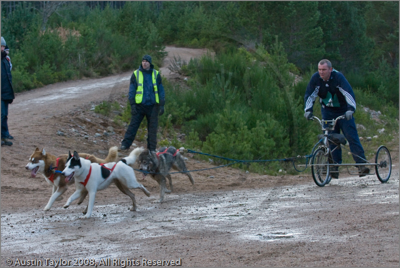 Dog Sled Team competing in the 25th Anniversary Siberian Husky Club of Great Britain Aviemore Sled Dog Rally 2008