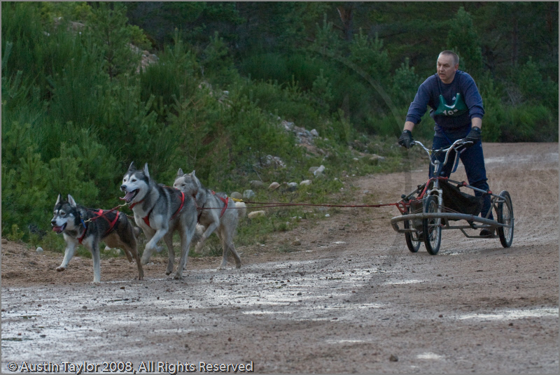 Dog Sled Team competing in the 25th Anniversary Siberian Husky Club of Great Britain Aviemore Sled Dog Rally 2008