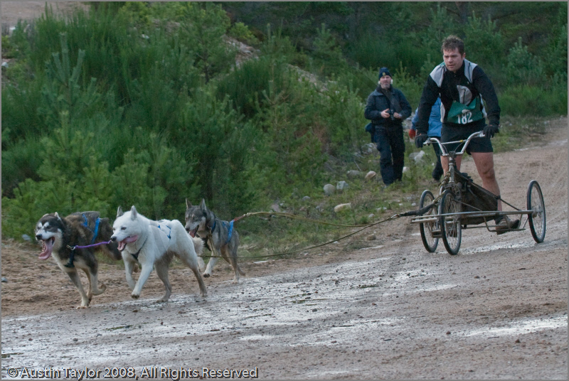Dog Sled Team competing in the 25th Anniversary Siberian Husky Club of Great Britain Aviemore Sled Dog Rally 2008