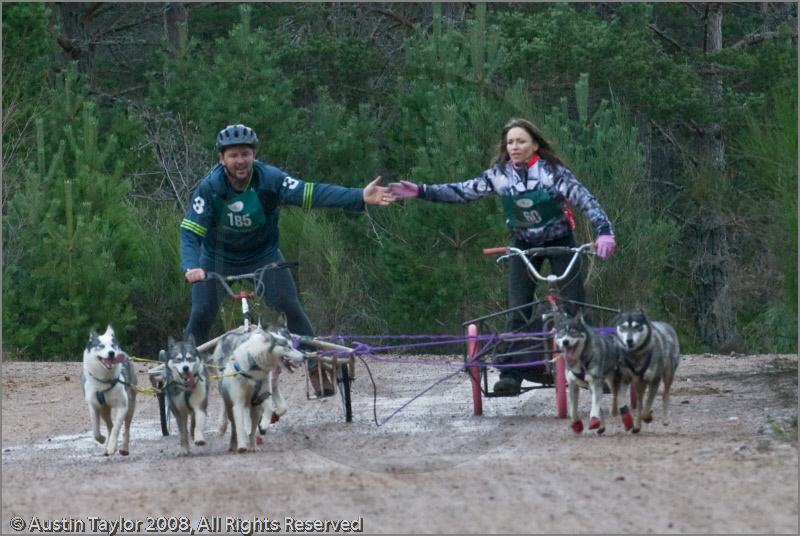 Dog Sled Team competing in the 25th Anniversary Siberian Husky Club of Great Britain Aviemore Sled Dog Rally 2008