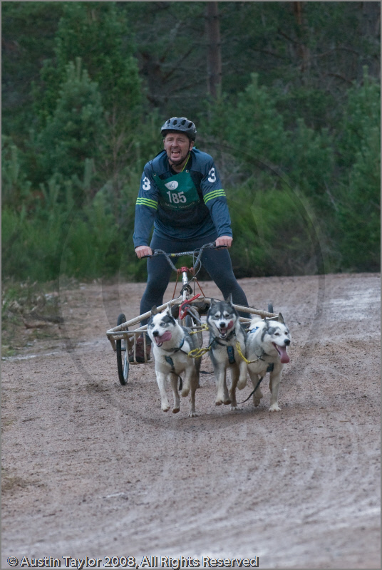 Dog Sled Team competing in the 25th Anniversary Siberian Husky Club of Great Britain Aviemore Sled Dog Rally 2008