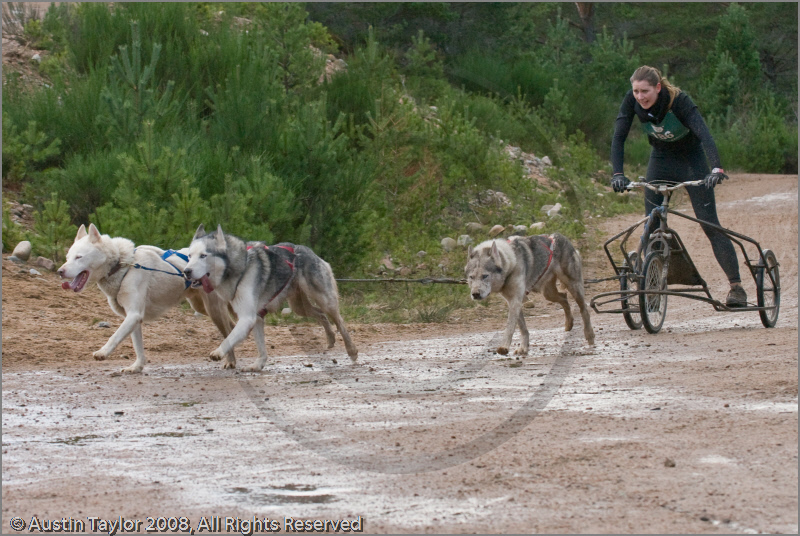 Dog Sled Team competing in the 25th Anniversary Siberian Husky Club of Great Britain Aviemore Sled Dog Rally 2008