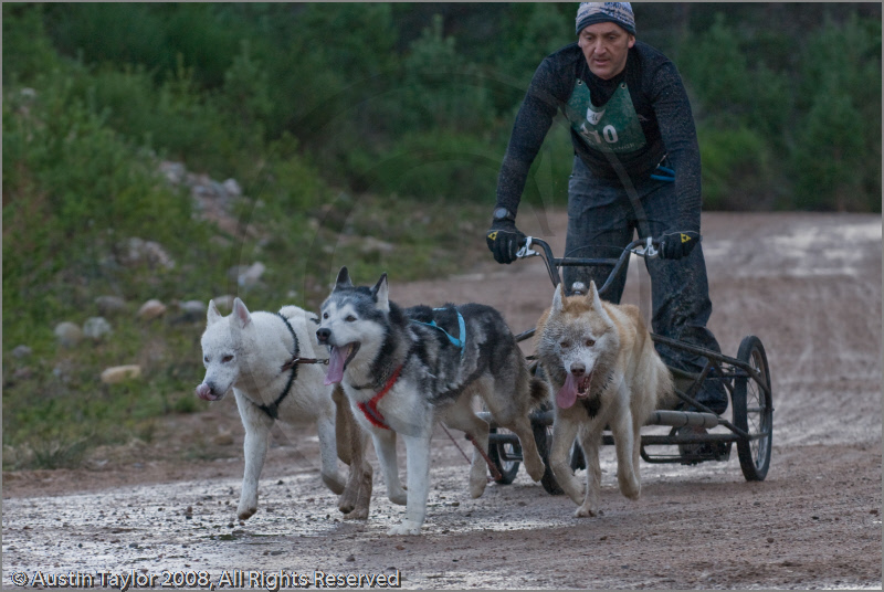 Dog Sled Team competing in the 25th Anniversary Siberian Husky Club of Great Britain Aviemore Sled Dog Rally 2008