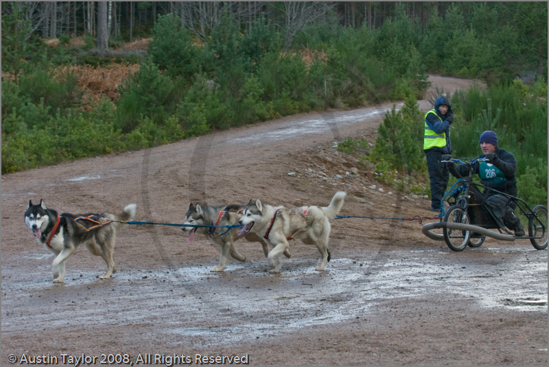 Dog Sled Team competing in the 25th Anniversary Siberian Husky Club of Great Britain Aviemore Sled Dog Rally 2008