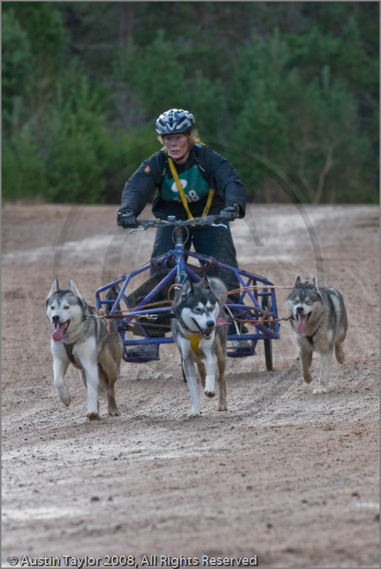 Dog Sled Team competing in the 25th Anniversary Siberian Husky Club of Great Britain Aviemore Sled Dog Rally 2008