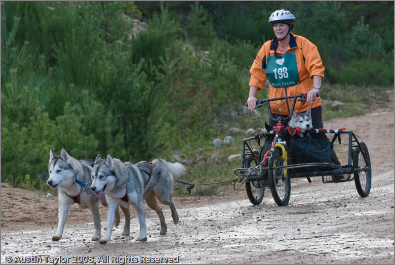Dog Sled Team competing in the 25th Anniversary Siberian Husky Club of Great Britain Aviemore Sled Dog Rally 2008