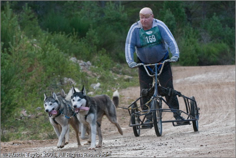 Dog Sled Team competing in the 25th Anniversary Siberian Husky Club of Great Britain Aviemore Sled Dog Rally 2008