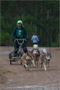 Dog Sled Team competing in the 25th Anniversary Siberian Husky Club of Great Britain Aviemore Sled Dog Rally 2008