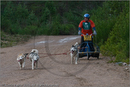 Dog Sled Team competing in the 25th Anniversary Siberian Husky Club of Great Britain Aviemore Sled Dog Rally 2008