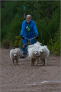 Dog Sled Team competing in the 25th Anniversary Siberian Husky Club of Great Britain Aviemore Sled Dog Rally 2008