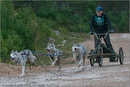 Dog Sled Team competing in the 25th Anniversary Siberian Husky Club of Great Britain Aviemore Sled Dog Rally 2008
