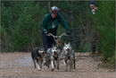 Dog Sled Team competing in the 25th Anniversary Siberian Husky Club of Great Britain Aviemore Sled Dog Rally 2008