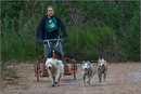 Dog Sled Team competing in the 25th Anniversary Siberian Husky Club of Great Britain Aviemore Sled Dog Rally 2008