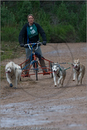 Dog Sled Team competing in the 25th Anniversary Siberian Husky Club of Great Britain Aviemore Sled Dog Rally 2008