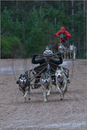 Dog Sled Team competing in the 25th Anniversary Siberian Husky Club of Great Britain Aviemore Sled Dog Rally 2008