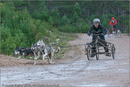 Dog Sled Team competing in the 25th Anniversary Siberian Husky Club of Great Britain Aviemore Sled Dog Rally 2008