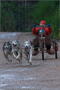 Dog Sled Team competing in the 25th Anniversary Siberian Husky Club of Great Britain Aviemore Sled Dog Rally 2008