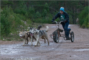 Dog Sled Team competing in the 25th Anniversary Siberian Husky Club of Great Britain Aviemore Sled Dog Rally 2008