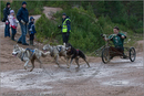 Dog Sled Team competing in the 25th Anniversary Siberian Husky Club of Great Britain Aviemore Sled Dog Rally 2008
