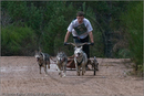 Dog Sled Team competing in the 25th Anniversary Siberian Husky Club of Great Britain Aviemore Sled Dog Rally 2008