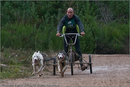 Dog Sled Team competing in the 25th Anniversary Siberian Husky Club of Great Britain Aviemore Sled Dog Rally 2008
