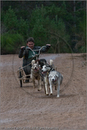 Dog Sled Team competing in the 25th Anniversary Siberian Husky Club of Great Britain Aviemore Sled Dog Rally 2008