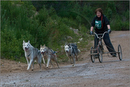 Dog Sled Team competing in the 25th Anniversary Siberian Husky Club of Great Britain Aviemore Sled Dog Rally 2008