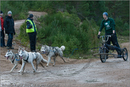 Dog Sled Team competing in the 25th Anniversary Siberian Husky Club of Great Britain Aviemore Sled Dog Rally 2008