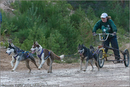 Dog Sled Team competing in the 25th Anniversary Siberian Husky Club of Great Britain Aviemore Sled Dog Rally 2008