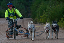 Dog Sled Team competing in the 25th Anniversary Siberian Husky Club of Great Britain Aviemore Sled Dog Rally 2008
