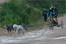 Dog Sled Team competing in the 25th Anniversary Siberian Husky Club of Great Britain Aviemore Sled Dog Rally 2008