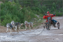Dog Sled Team competing in the 25th Anniversary Siberian Husky Club of Great Britain Aviemore Sled Dog Rally 2008