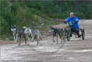 Dog Sled Team competing in the 25th Anniversary Siberian Husky Club of Great Britain Aviemore Sled Dog Rally 2008